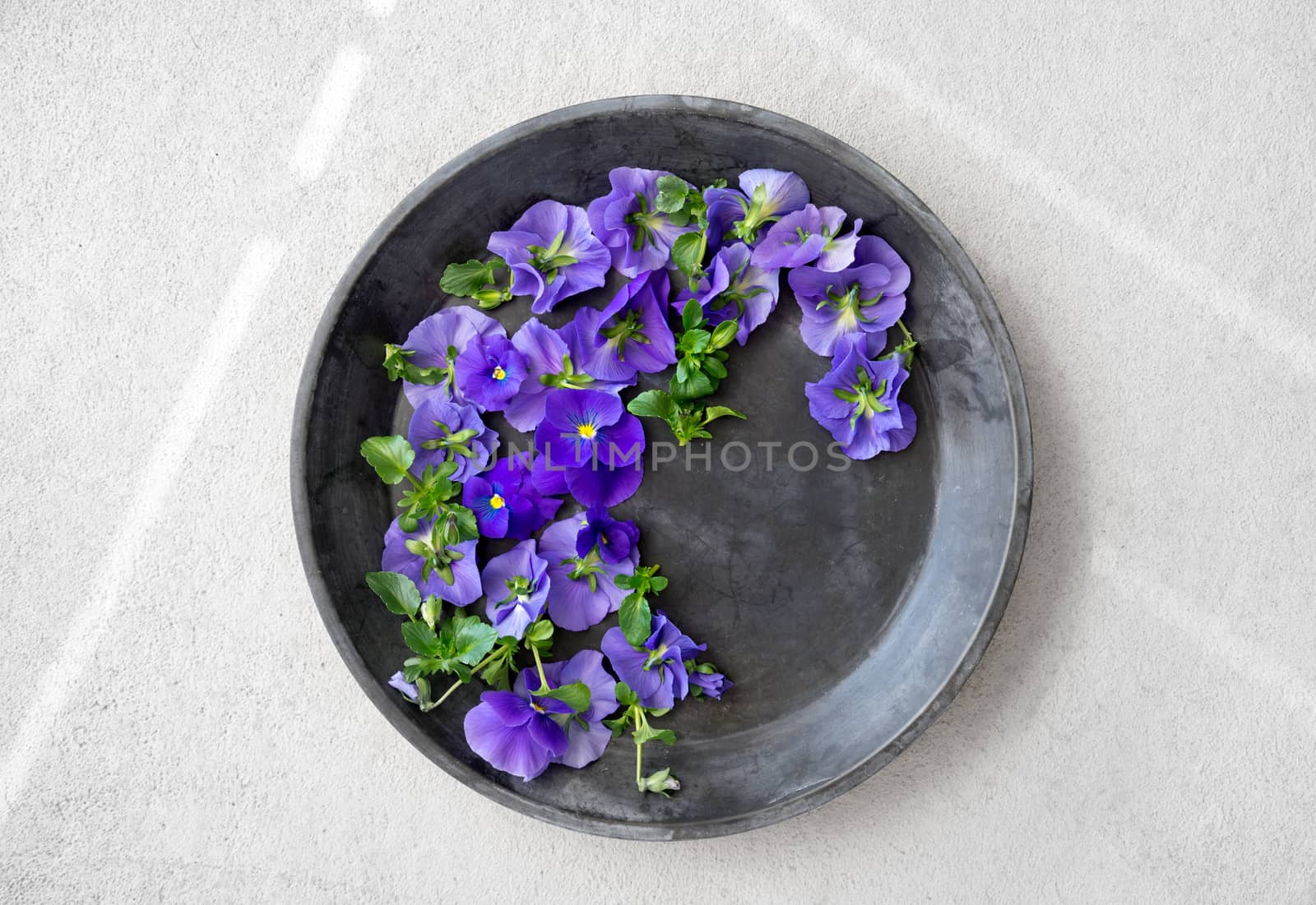 Blue pansies in a metal tray on concrete background by anikasalsera
