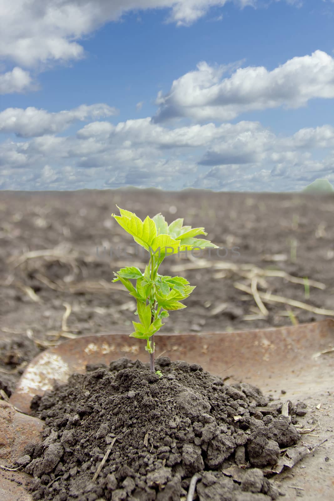 Green growth in the soil against the background of the field