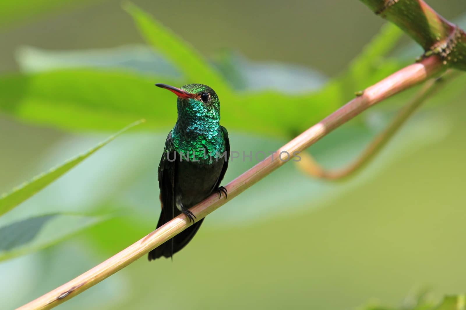 Hummingbird Canivet's Emerald, chlorostilbon canivetii, sitting on a branch, Nicaragua, well seen in Costa Rica too