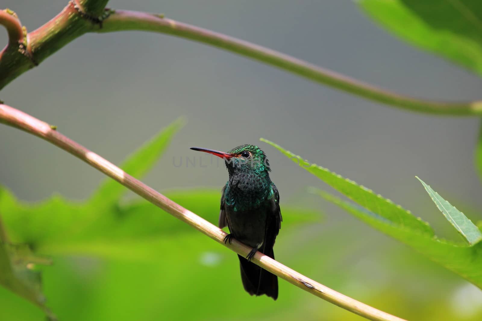 Hummingbird Canivet's Emerald, chlorostilbon canivetii, sitting on a branch, Nicaragua by cicloco