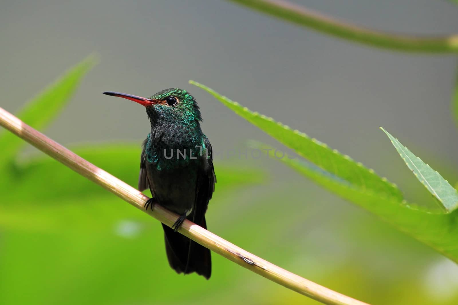 Hummingbird Canivet's Emerald, chlorostilbon canivetii, sitting on a branch, Nicaragua by cicloco