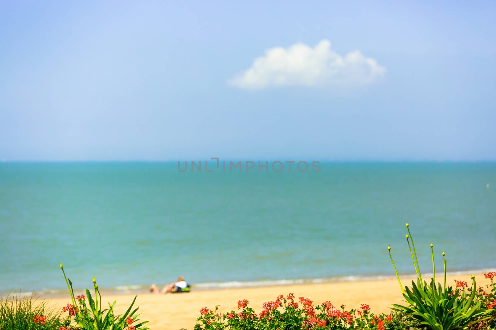 Nature viiew of plants on seaside with sand and beach on background by pixinoo