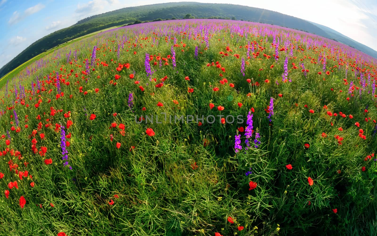 colorful flowers on field in summer