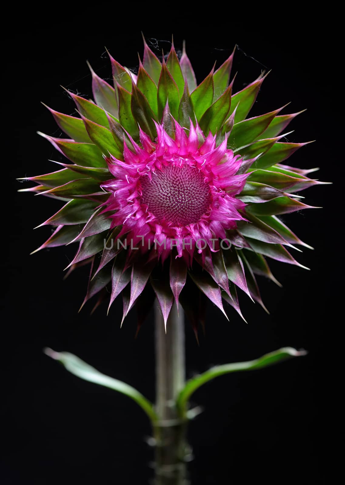 Thistle flower on black background by jordachelr