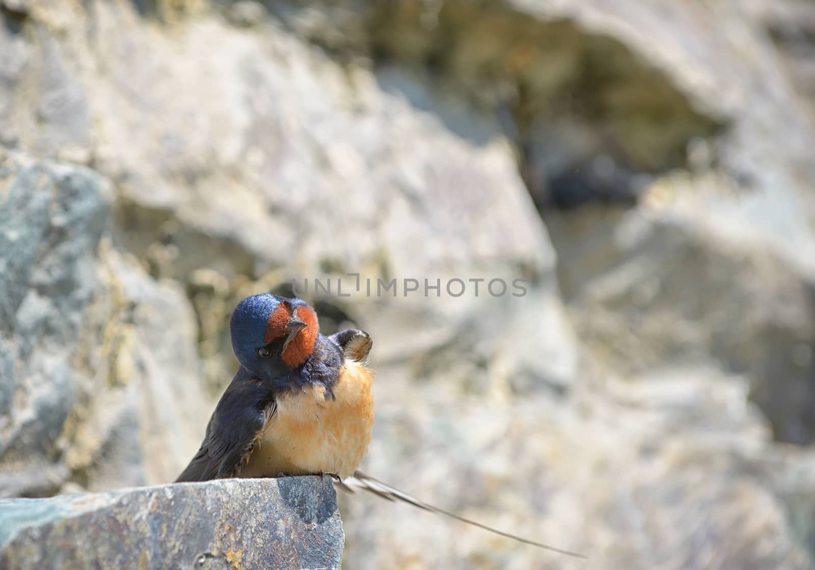 Swallow, Hirundo rustica on rock