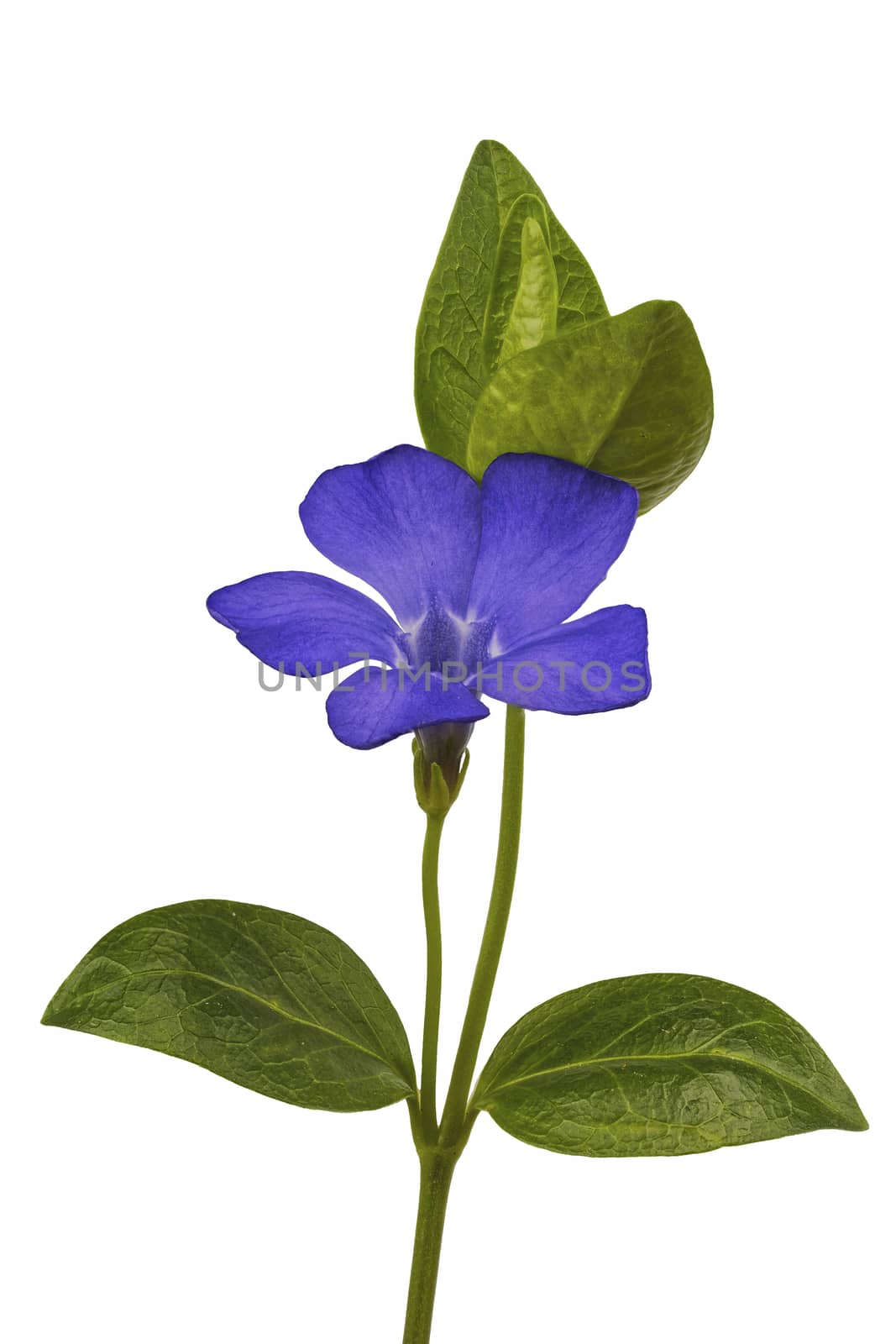Periwinkle (Vincia) isolated on a white background
