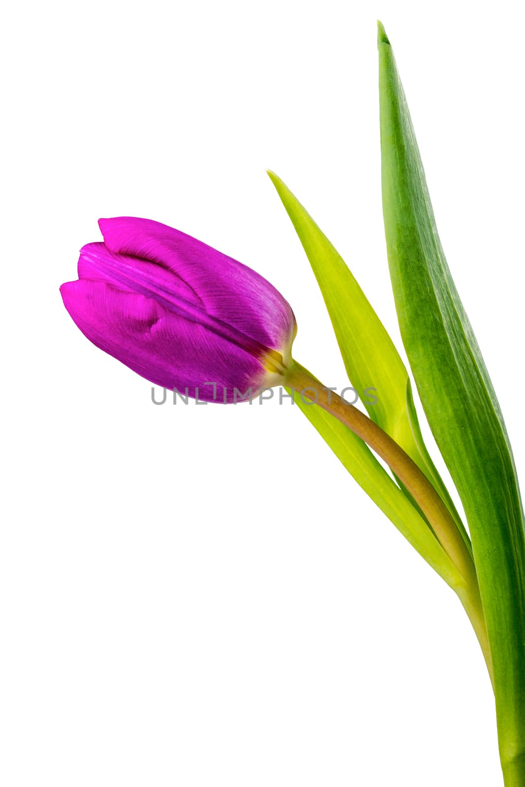 Violet tulip on a white background by neryx