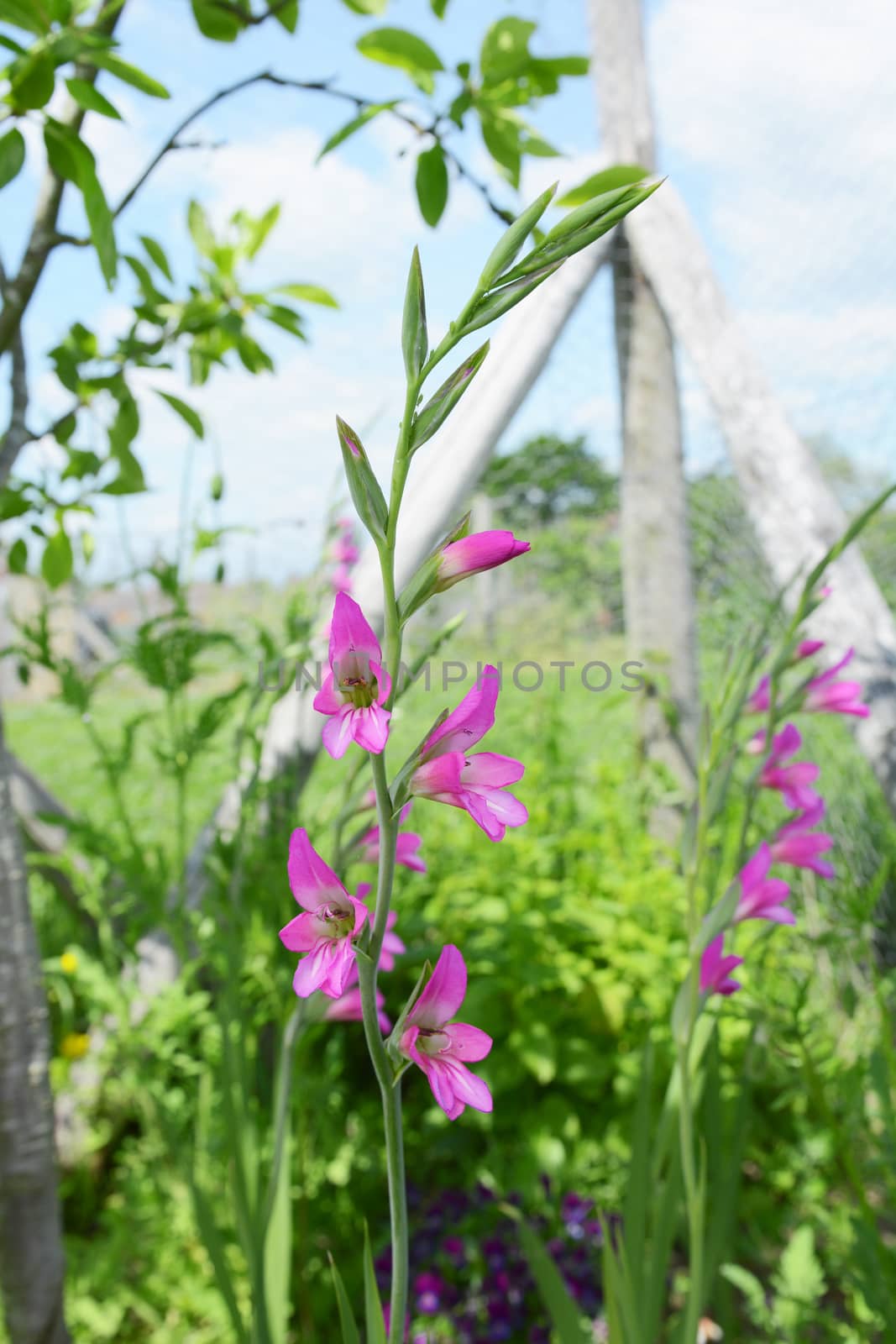 Stalks of pink gladioli flowers growing in a verdant flower bed with blue sky beyond