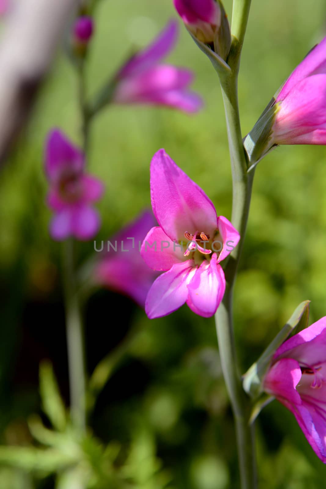 Bright pink gladiolus bloom on a flower stem in selective focus