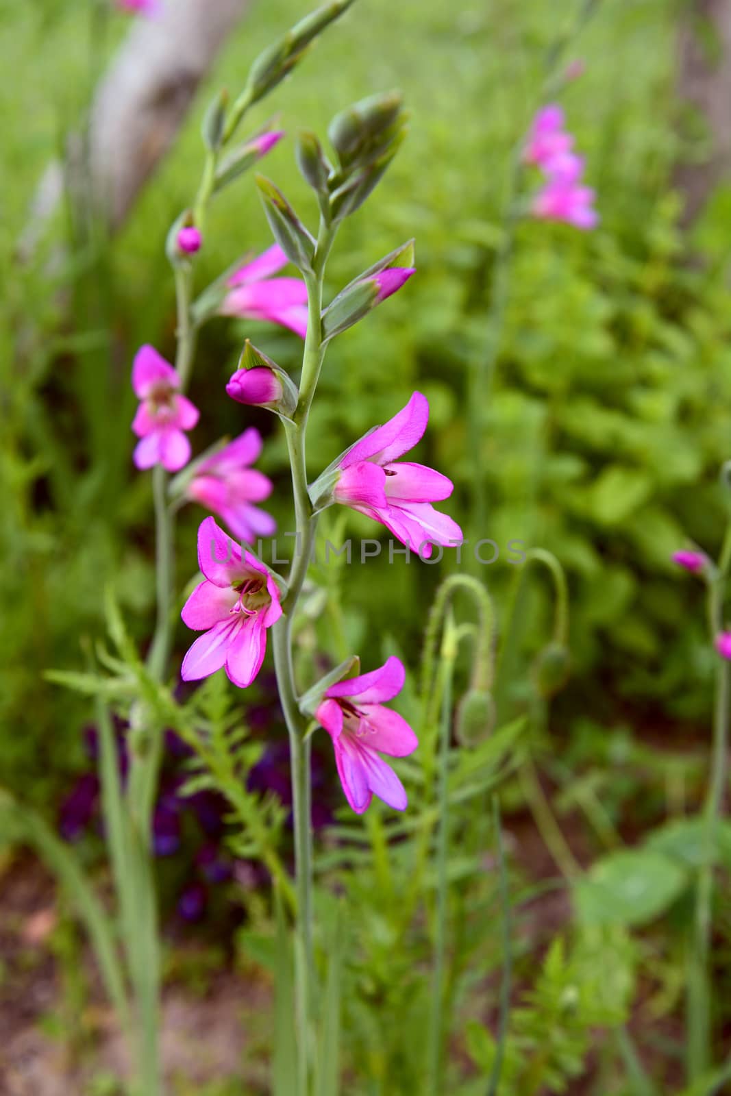 Stem of pink gladioli flowers growing in a lush flower bed