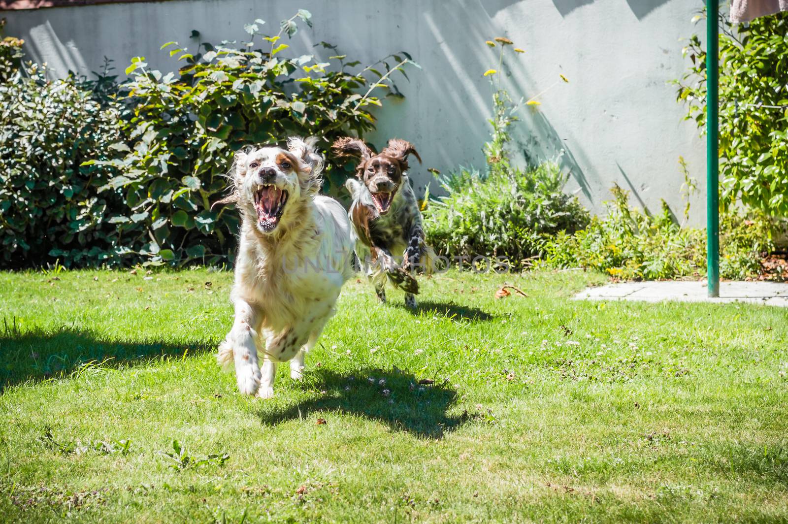 Two hunting dog running in the garden