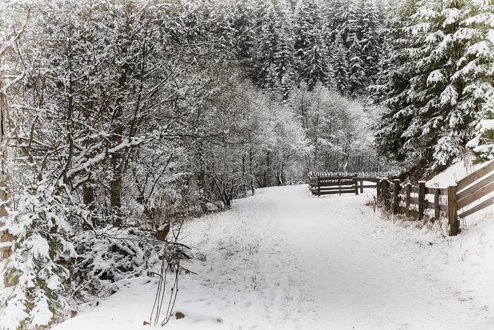 First snow in the park by Mdc1970