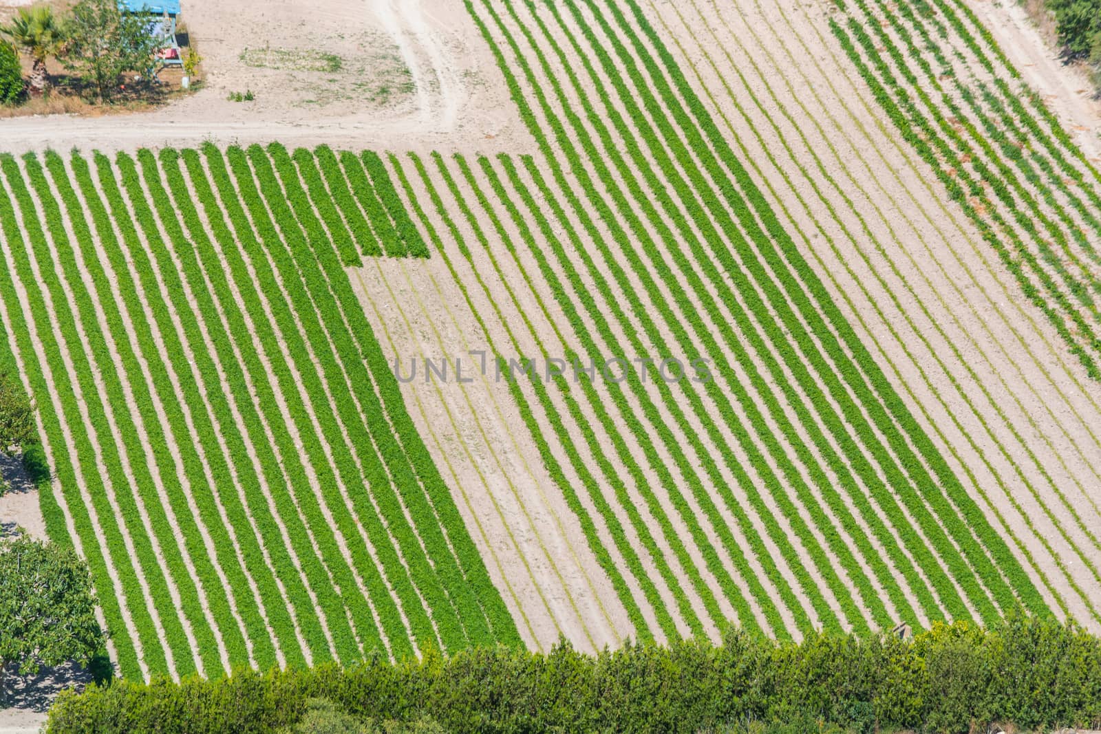 Bird perspective in various fields, Mallorca, Spain