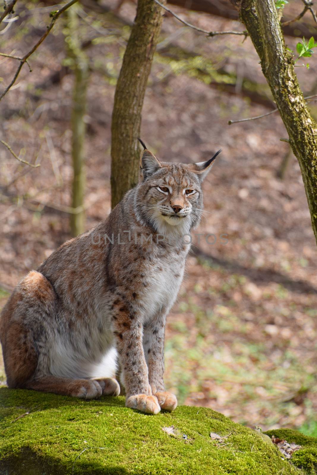 Close up portrait of young Eurasian lynx sitting on moth stone in forest among trees, looking at camera, low angle view