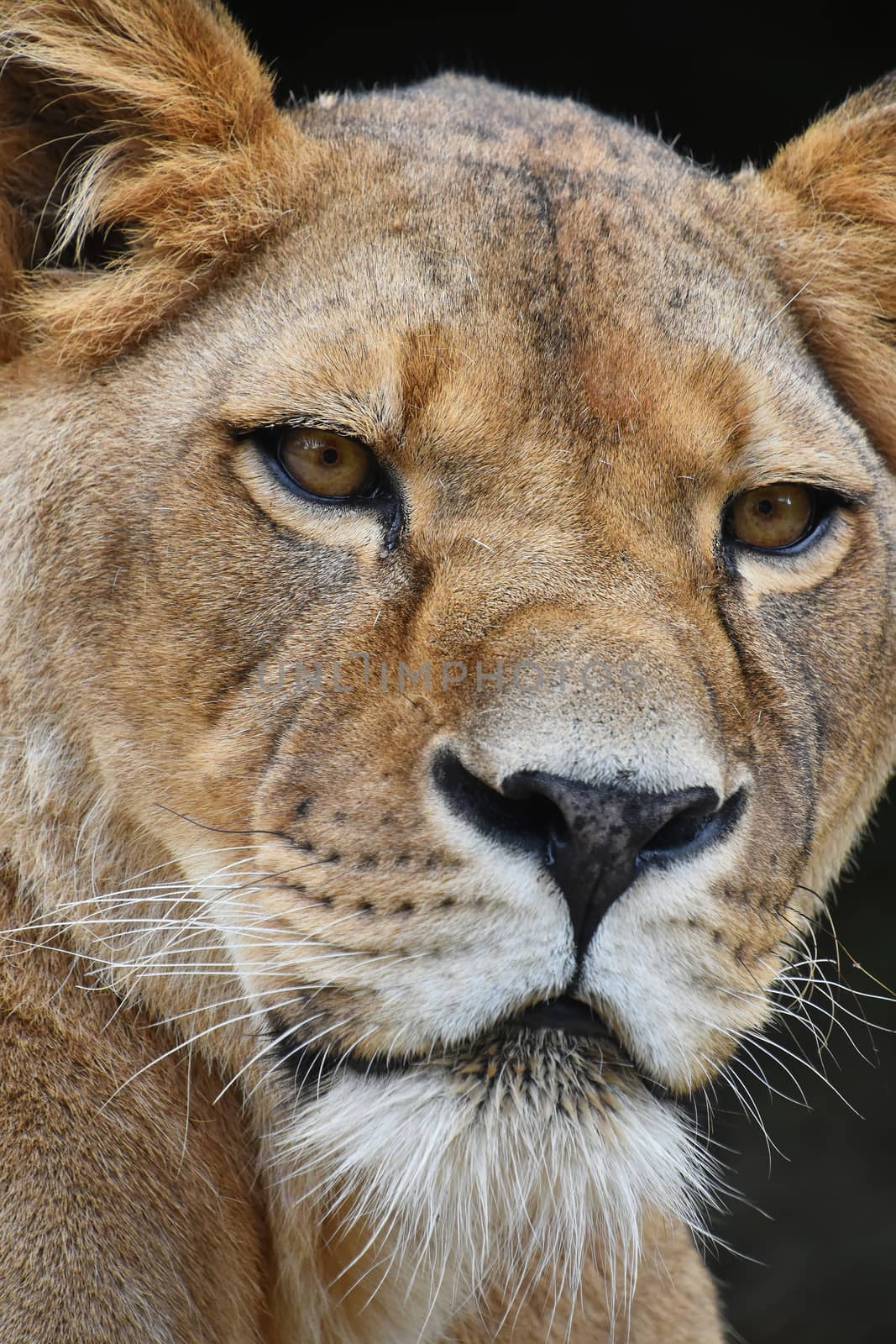 Face to face, extreme close up portrait of beautiful mature female African lioness looking at camera over black background, low angle view