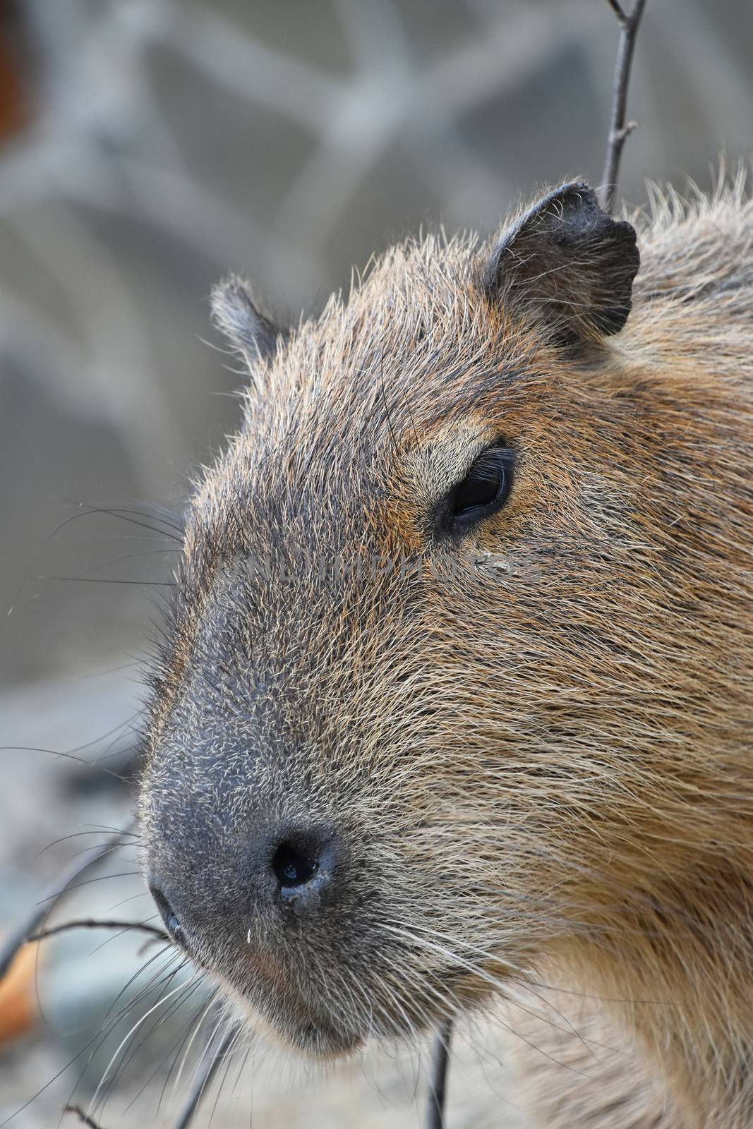 Close up portrait of capybara (Hydrochoerus hydrochaeris), the largest rodent in the world