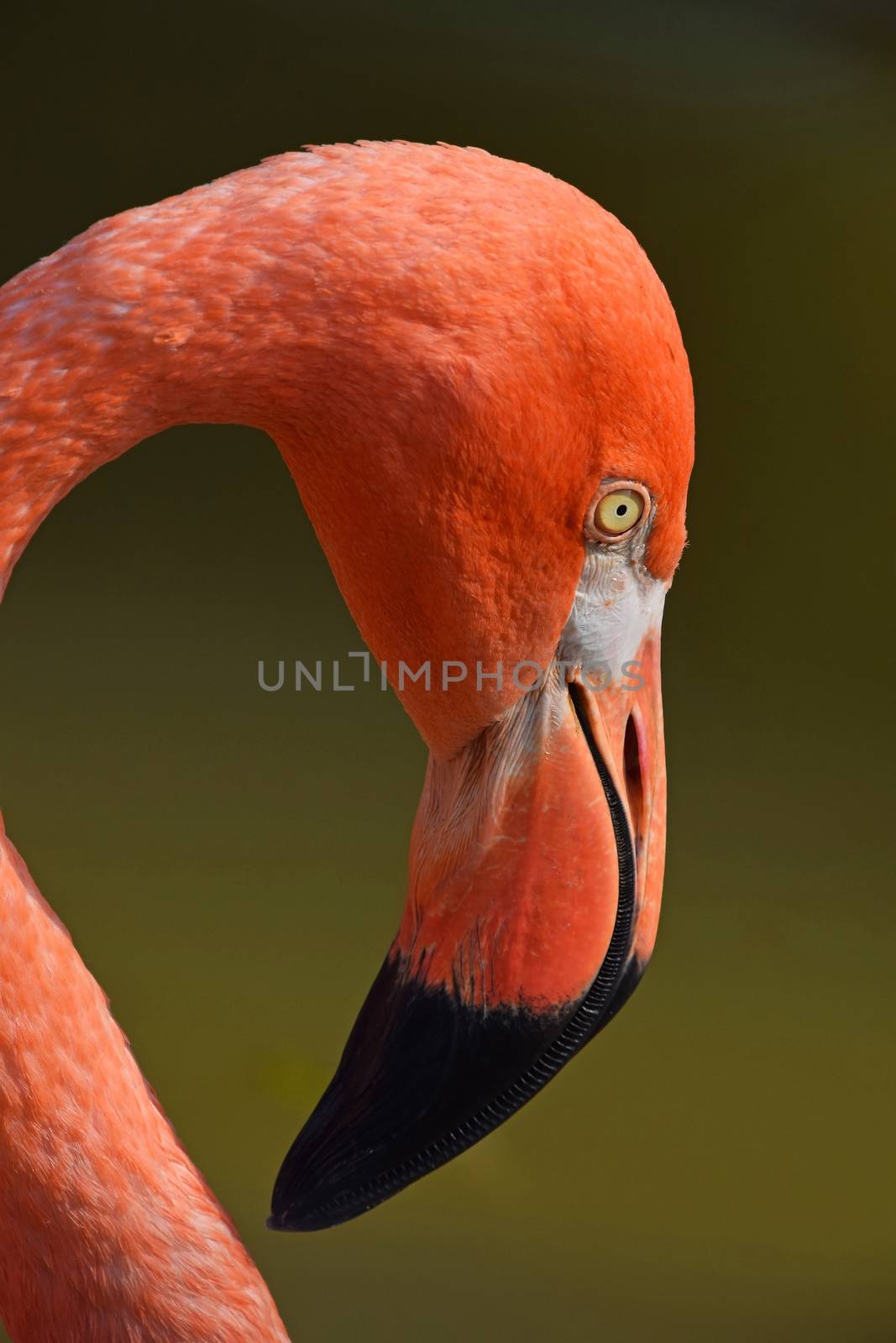 Close up side profile portrait of pink orange flamingo, head with beak, over green background of water, low angle view
