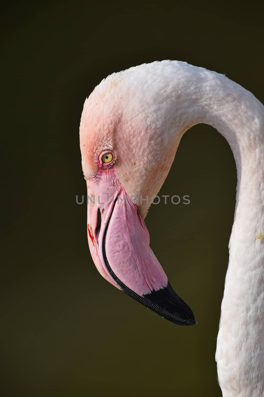 Close up side profile portrait of pink flamingo, head with beak, over green background of water, low angle view