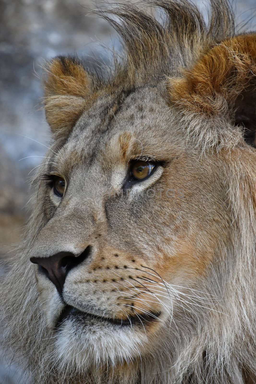 Extreme close up side profile portrait of young cute male African lion with beautiful mane, looking away aside of camera, low angle view