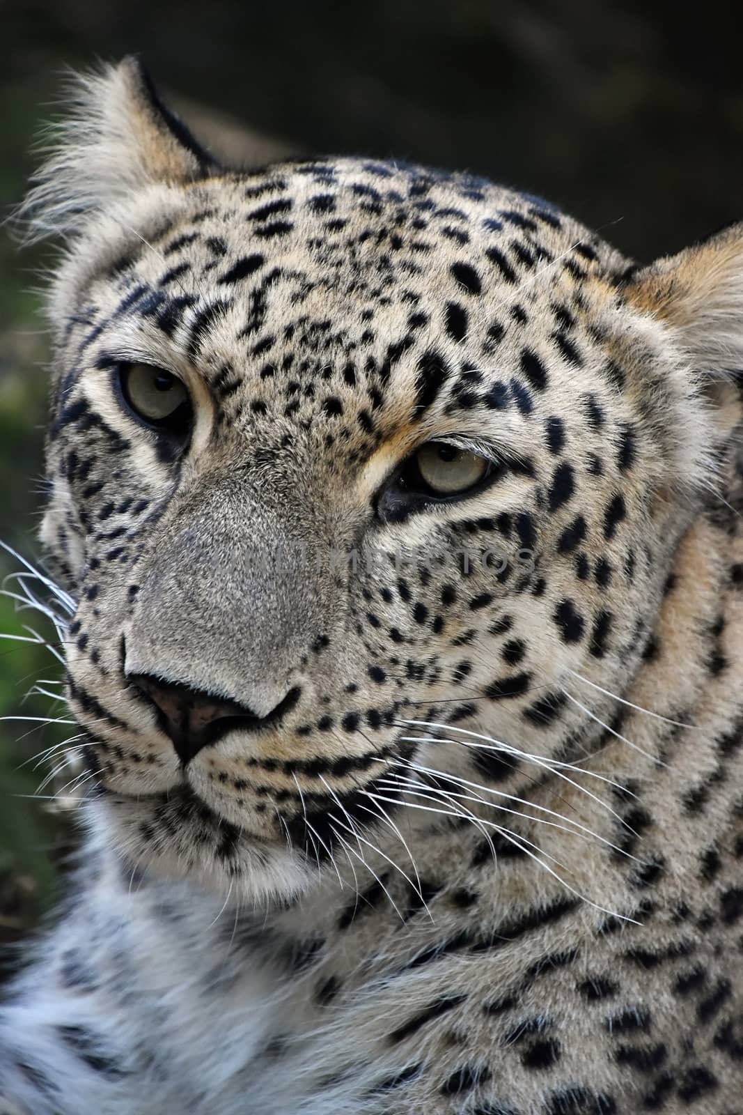 Face to face close up portrait of Amur leopard (Panthera pardus orientalis) looking at camera, low angle view