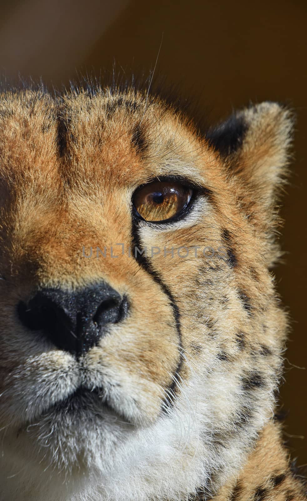 Extreme close up portrait of cheetah (Acinonyx jubatus) looking at camera, low angle view