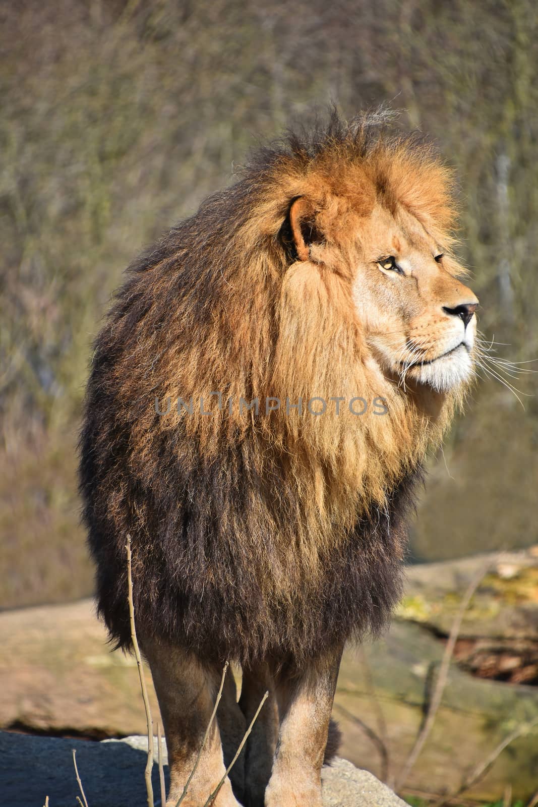 Close up portrait of cute male African lion with beautiful mane, looking away aside of at camera, low angle view