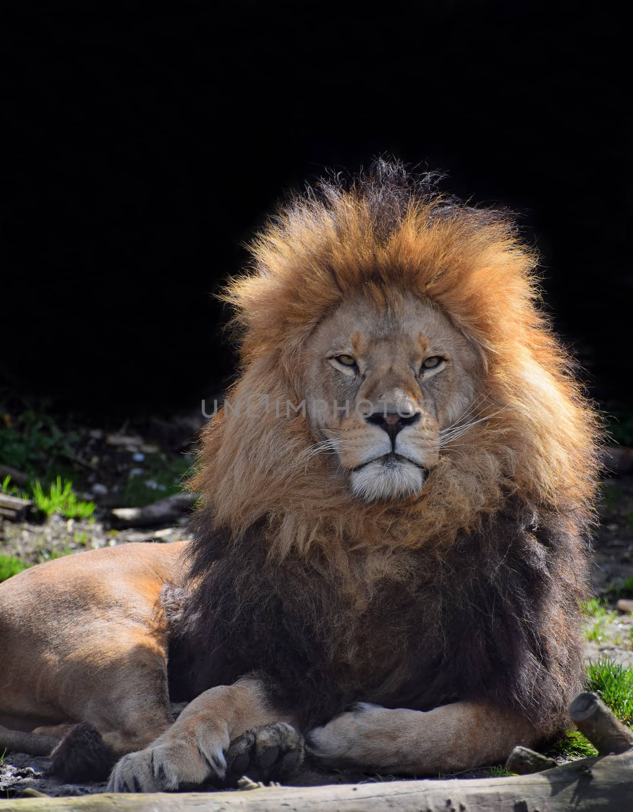 Close up portrait of cute male African lion with beautiful mane, laying on the ground and looking at camera, low angle view
