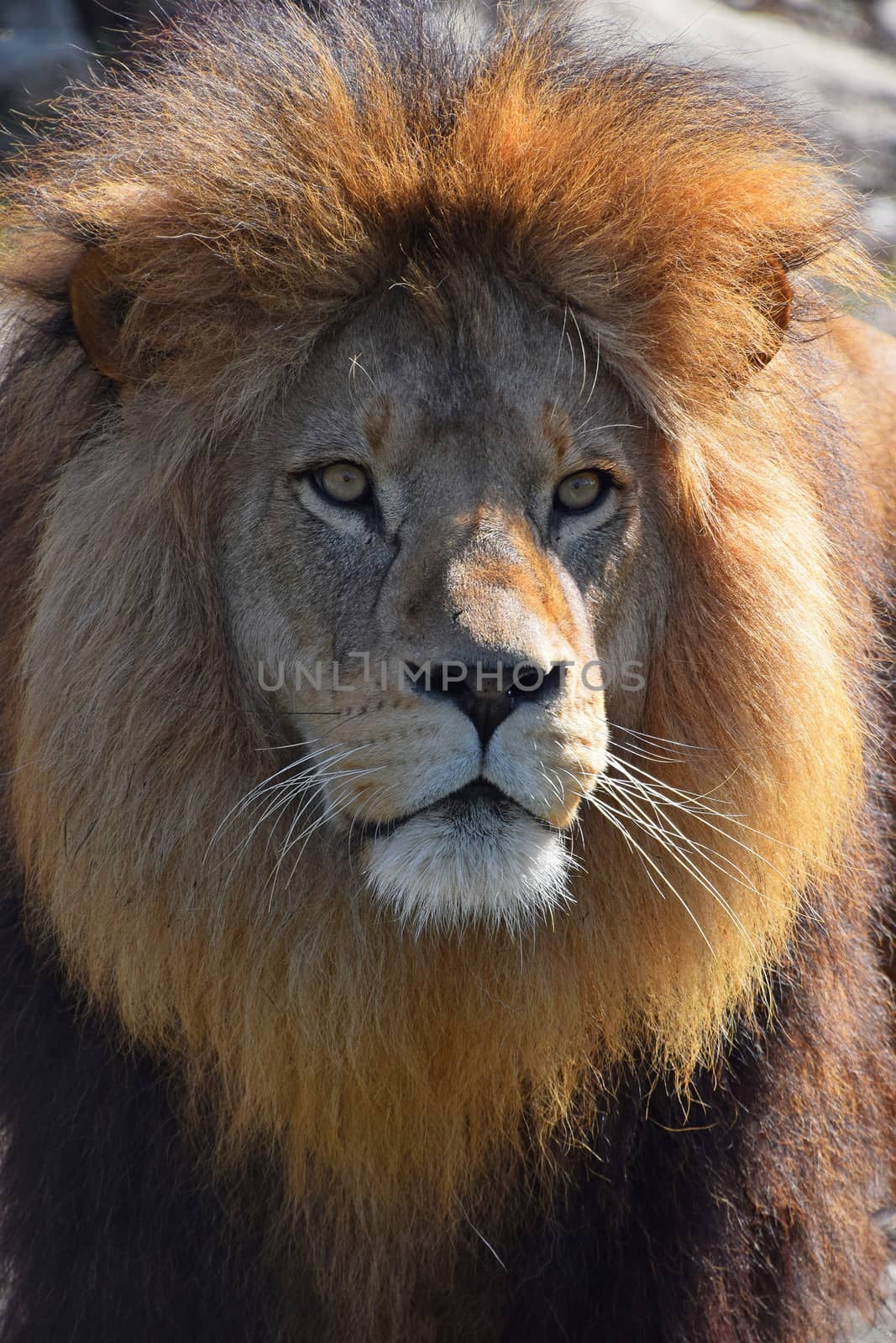 Close up portrait of cute male African lion with beautiful mane, looking at camera, low angle view