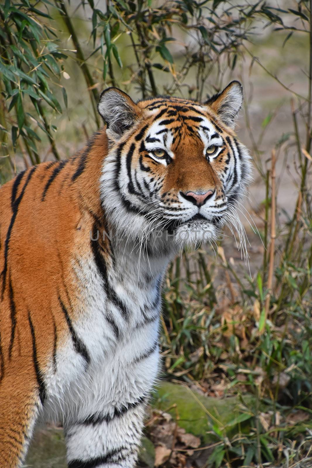 Close up portrait of young Siberian tiger (Amur tiger, Panthera tigris altaica), looking at camera