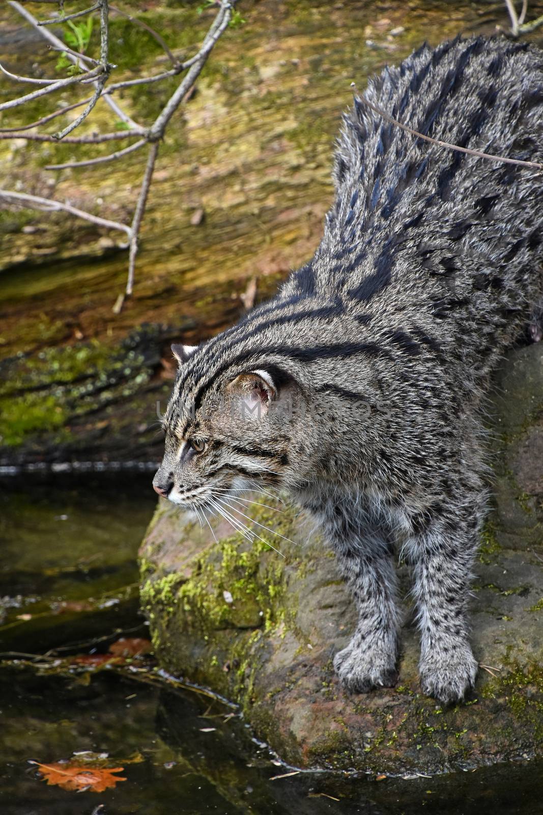 Fishing cat (Prionailurus viverrinus) hunting and watching fish in water, side high angle view