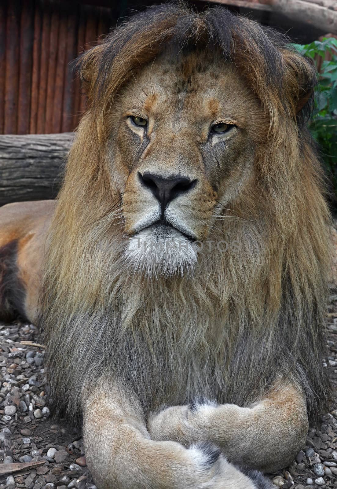 Close up portrait of cute male African lion with beautiful mane, laying resting on the ground and looking at camera, low angle view