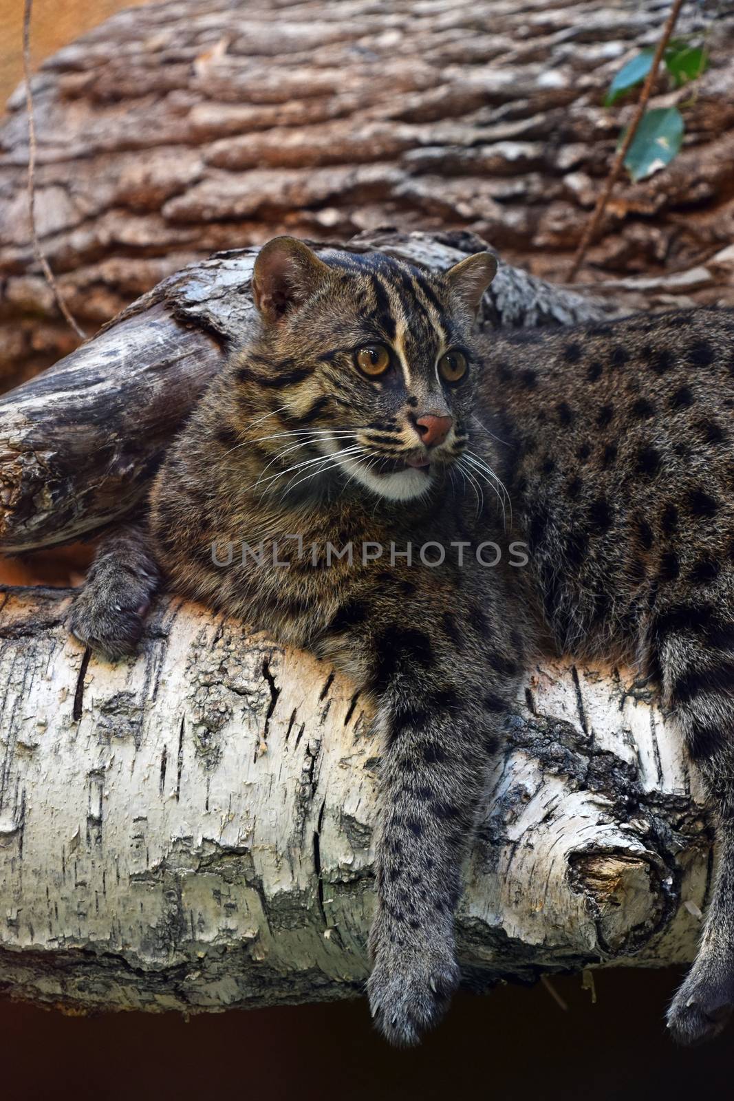 Close up side profile of fishing cat (Prionailurus viverrinus) resting on tree and looking away aside of camera, low angle view