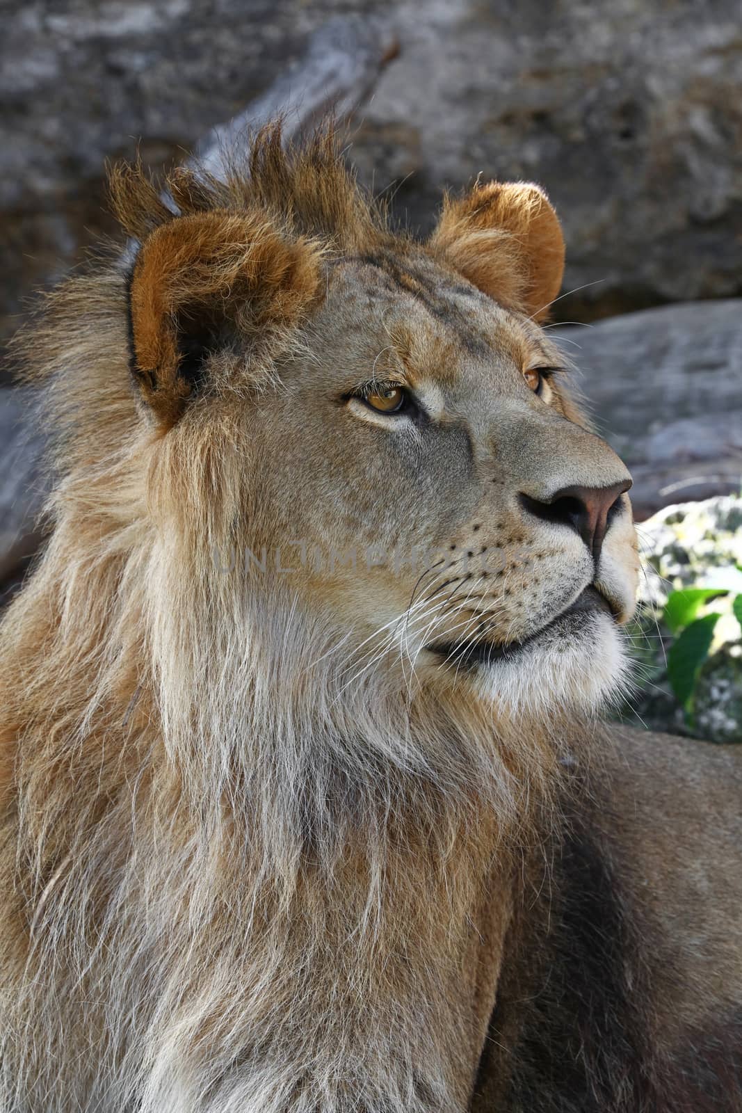 Close up portrait of young cute male African lion with beautiful mane, looking away aside of camera, low angle view
