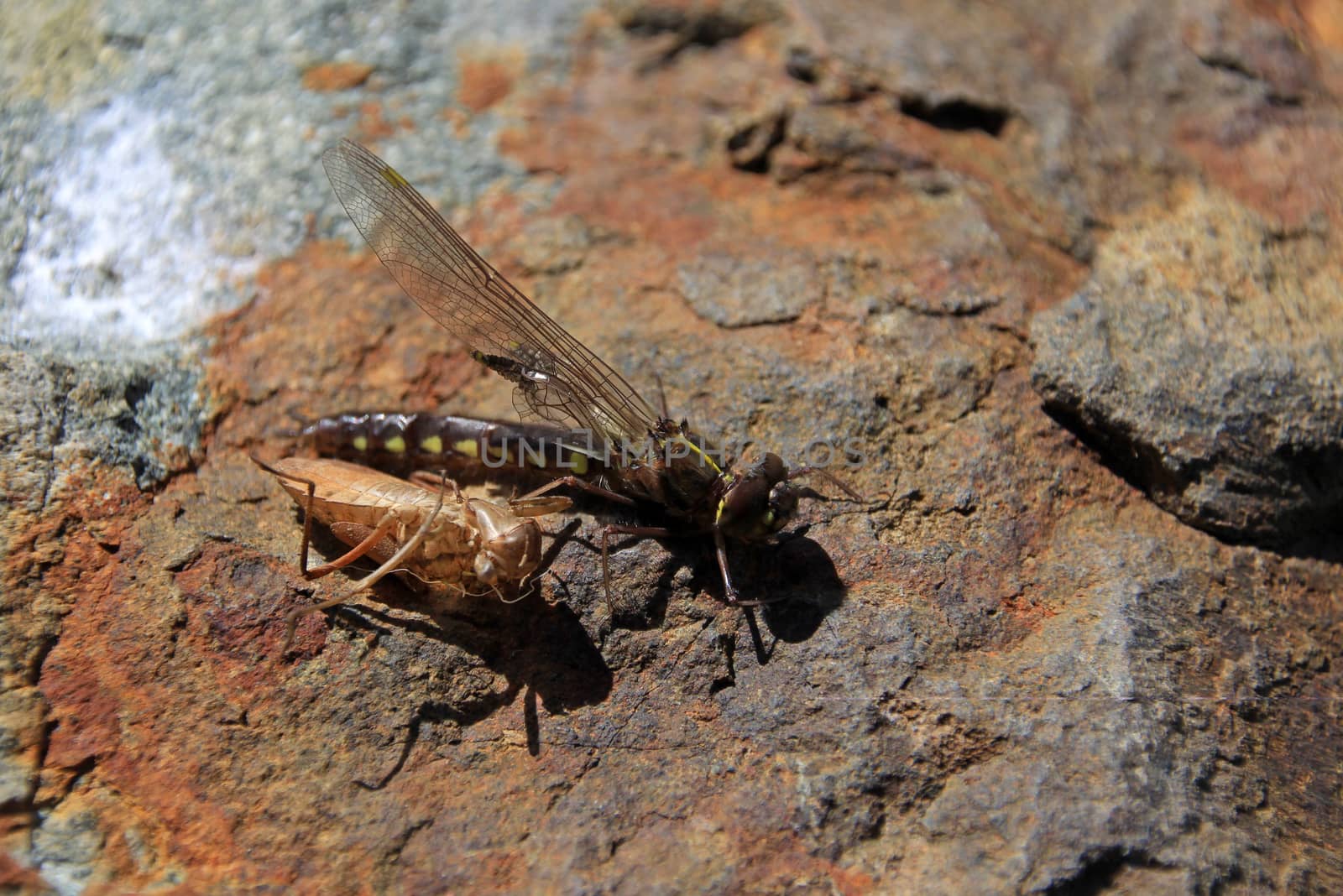 Young dragonfly just hatched from the larva, along Carretera Austral, Patagonia, Chile