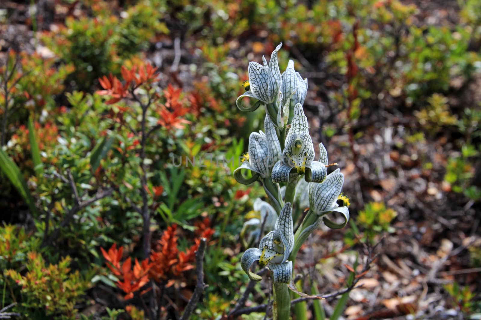 Porcelain or Mosaic Orchid, chloraea magellanica, Carretera Austral, Patagonia Chile