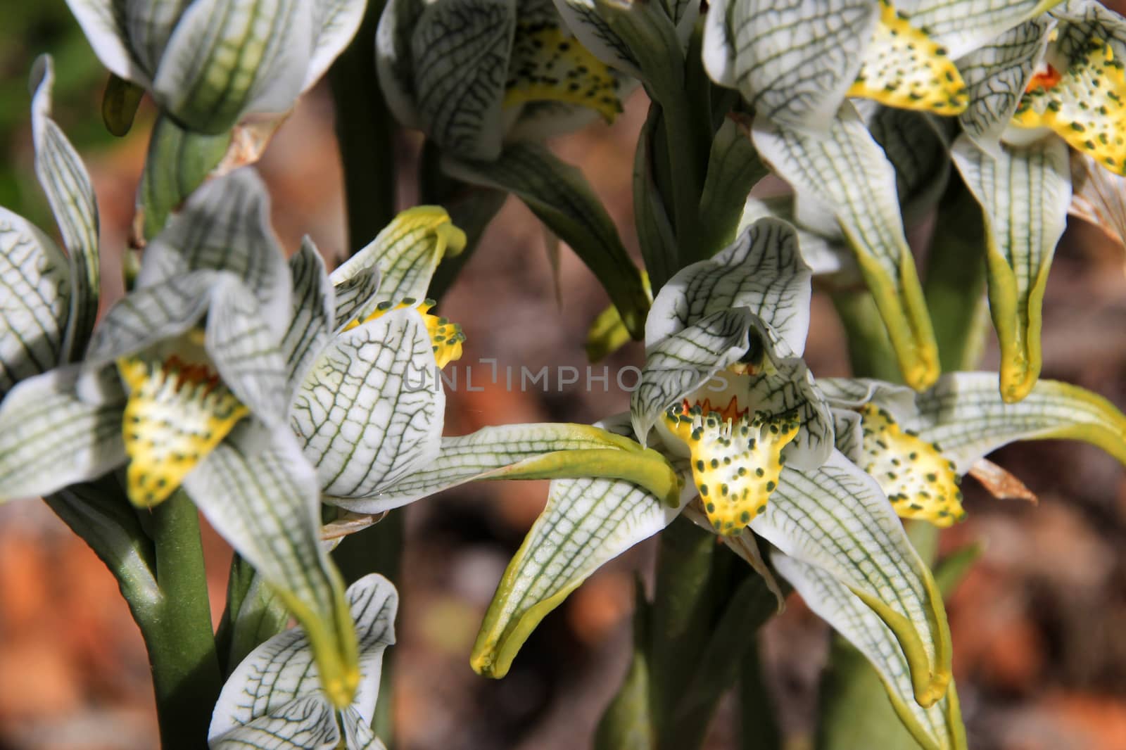 Porcelain or Mosaic Orchid, chloraea magellanica, Chile by cicloco
