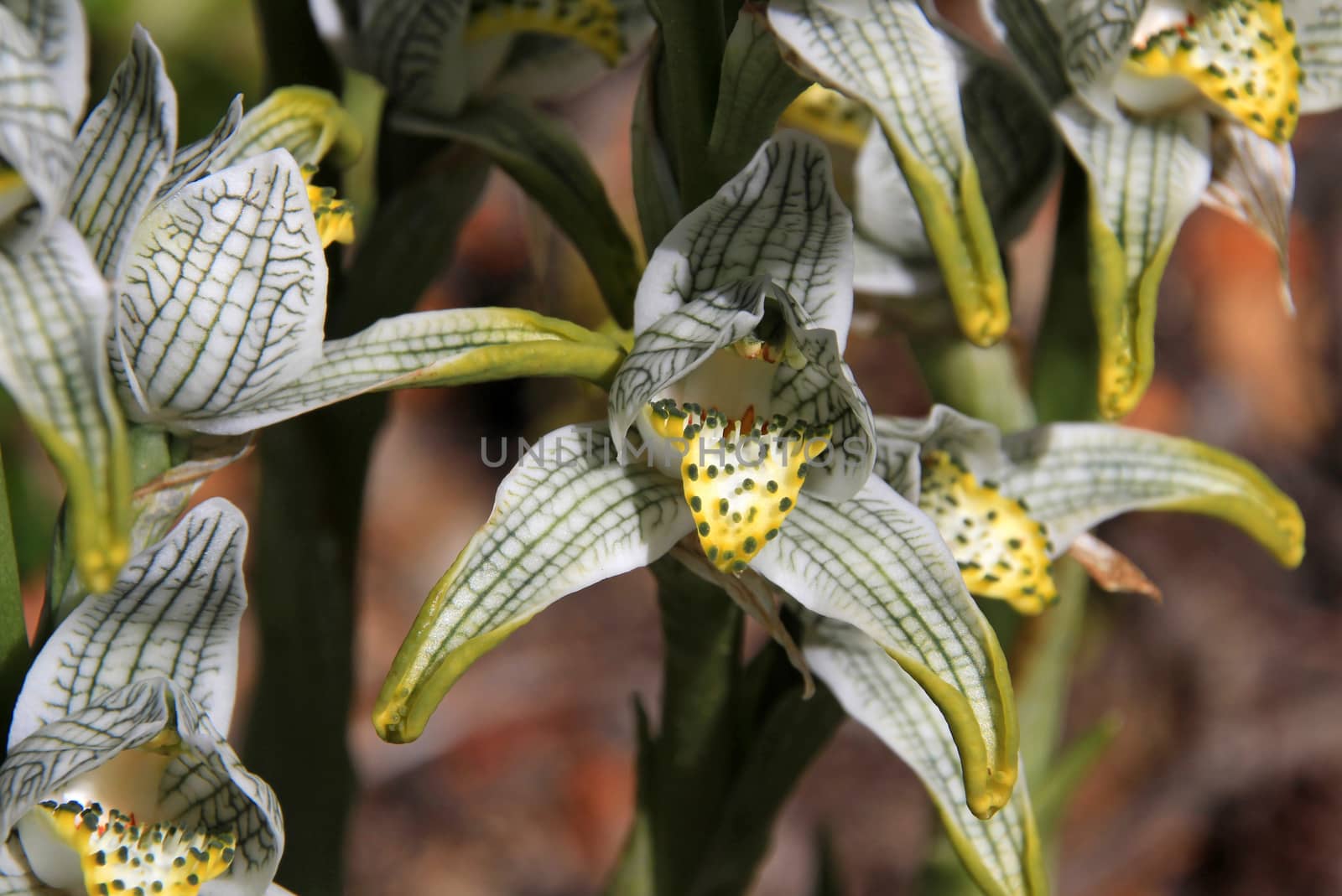 Porcelain or Mosaic Orchid, chloraea magellanica, Carretera Austral, Patagonia Chile