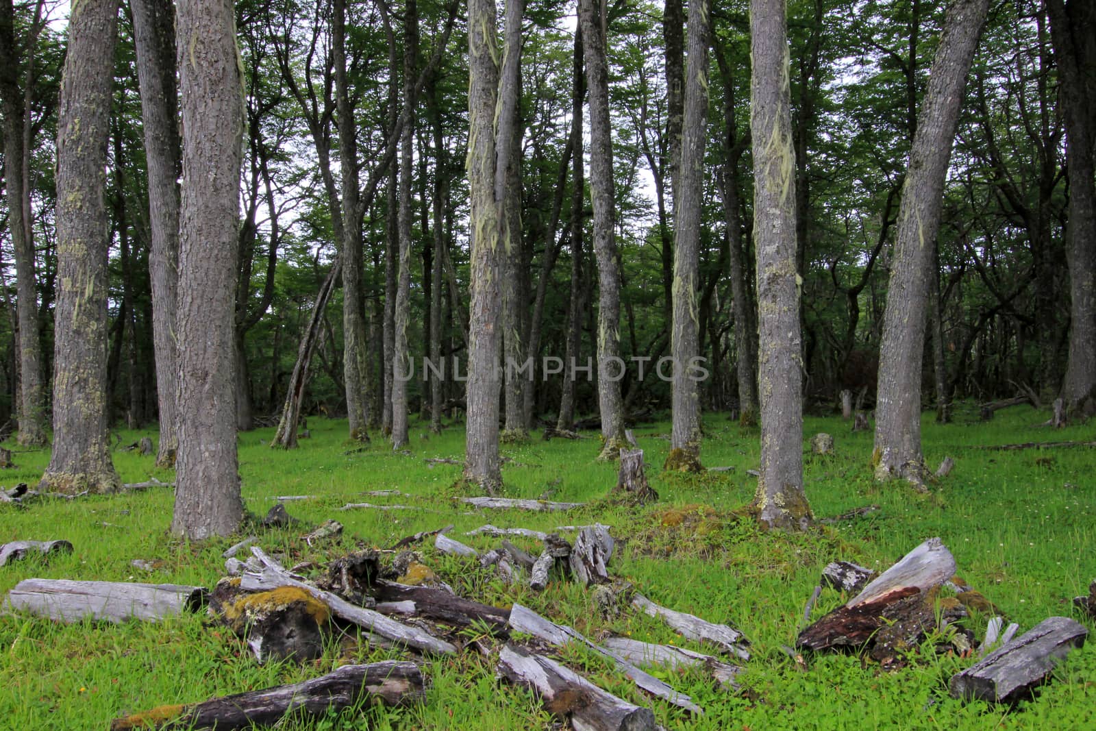 Nice forest, near Villa O'Higgins, Carretera Australl, Patagonia Chile