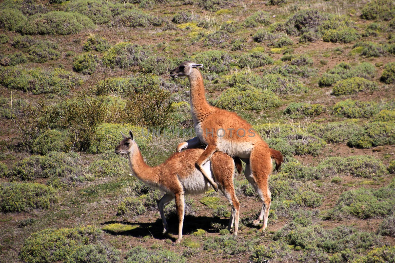 Mating guanacos in Torres del Paine National Park, Chile by cicloco