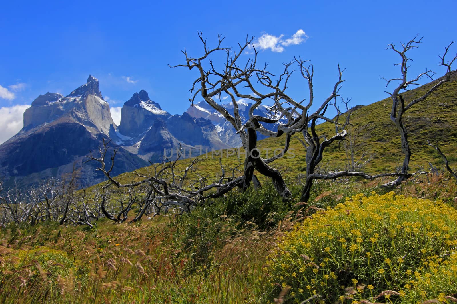 Cuernos Paine Grande, Torres Del Paine National Park, Patagonia, Chile, Southamerica