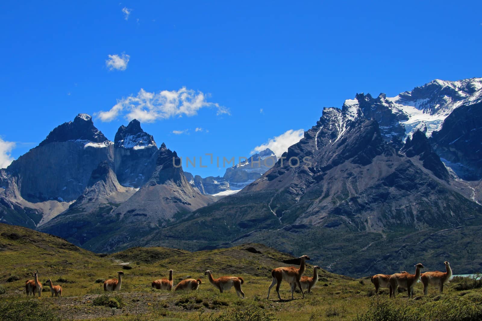 Guanacos in Torres del Paine National Park, Patagonia, Chile