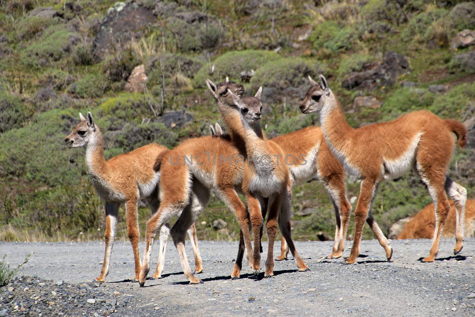 Guanacos in Torres del Paine National Park, Chile by cicloco