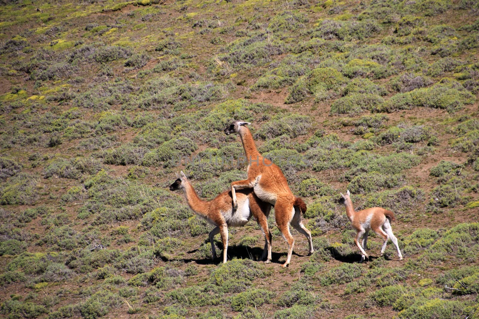 Mating guanacos in Torres del Paine National Park, Chile by cicloco