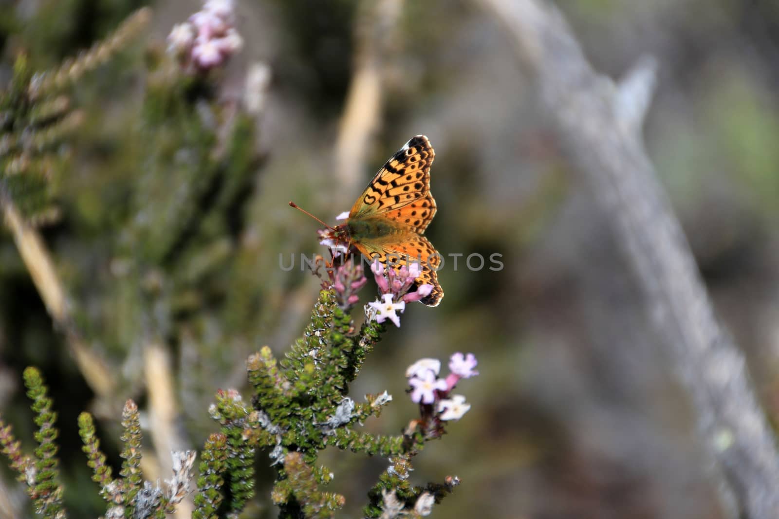 Napaea or Mountain Fritillary, boloria napaea, butterfly, adult, Torres Del Paine National Park, Chile by cicloco