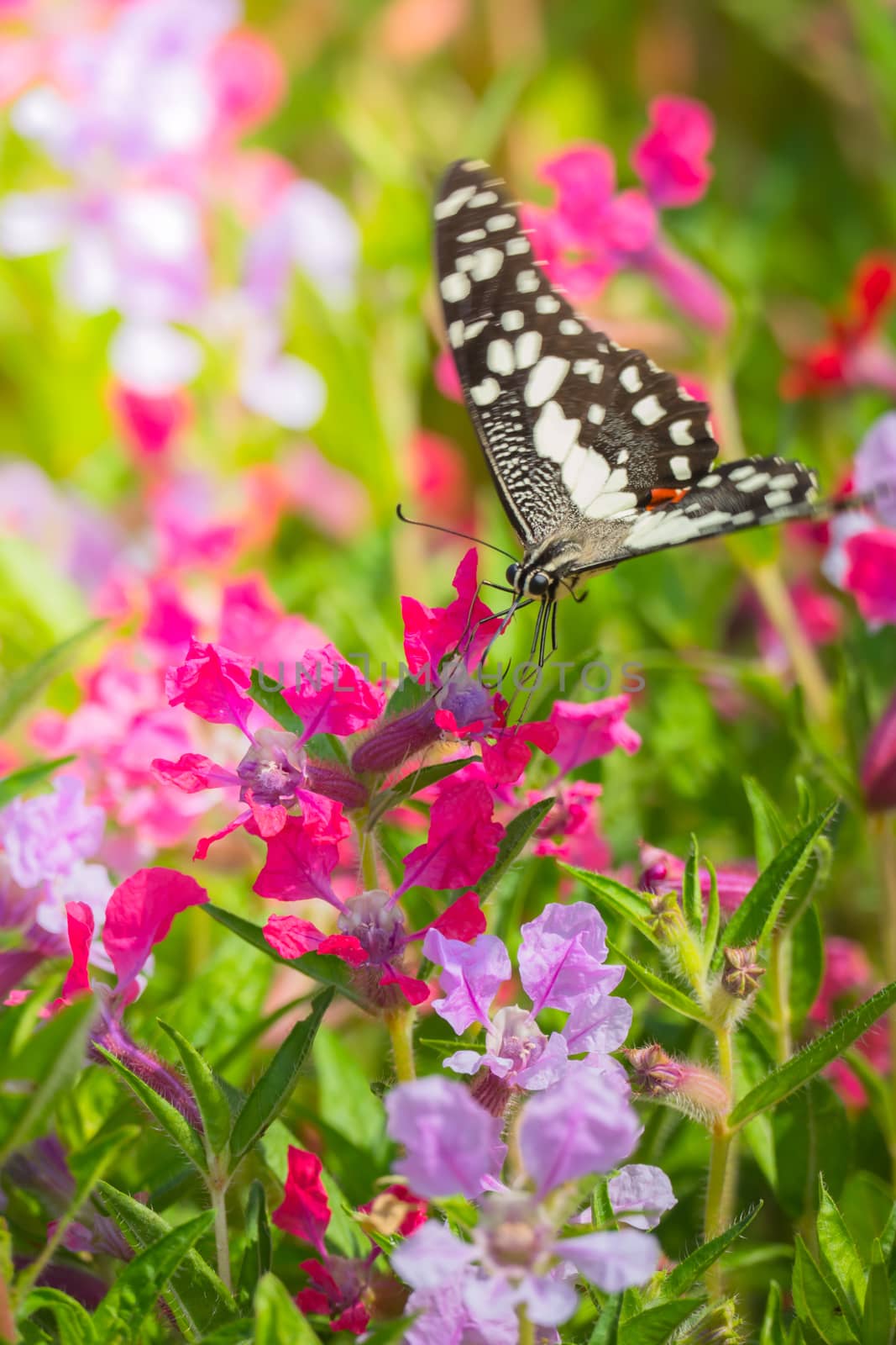 Beautiful Butterfly on Colorful Flower by teerawit