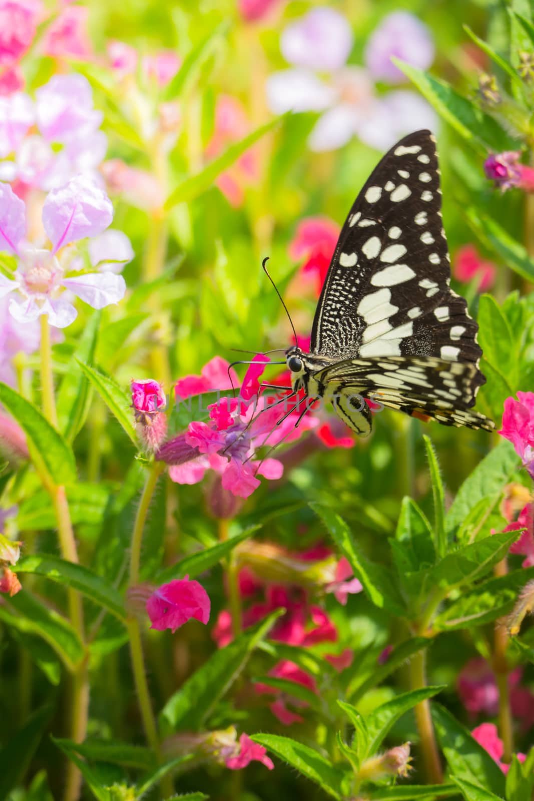 Beautiful Butterfly on Colorful Flower by teerawit