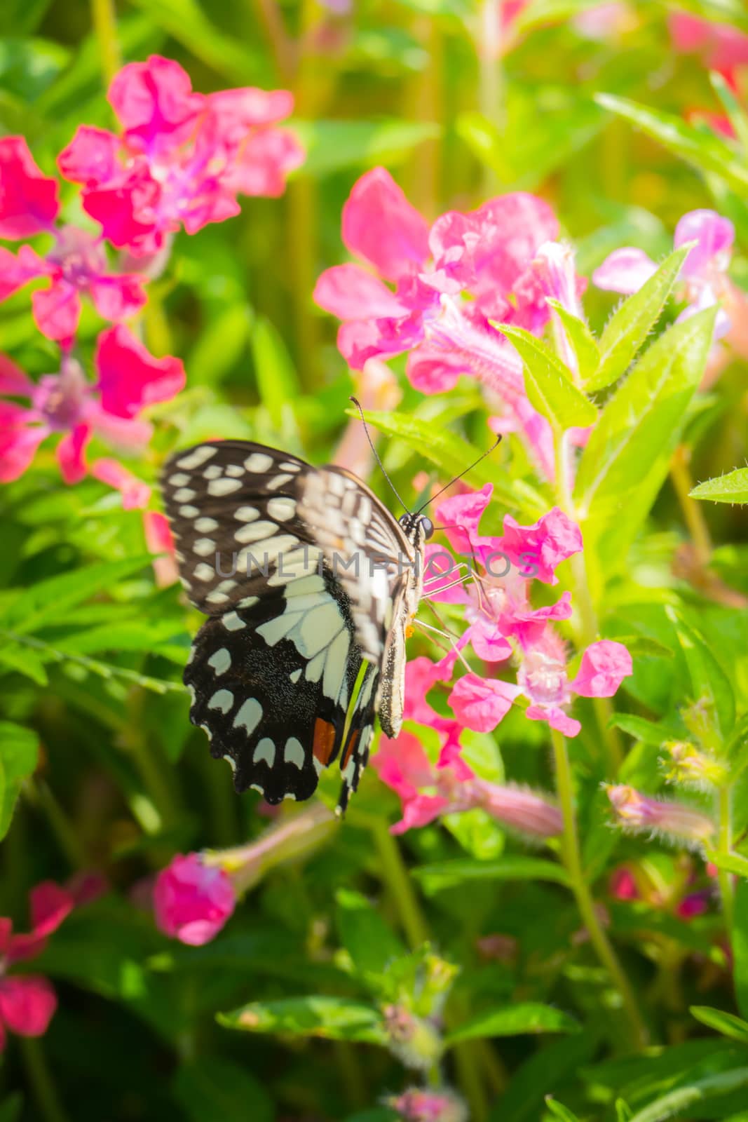 Beautiful Butterfly on Colorful Flower, nature background