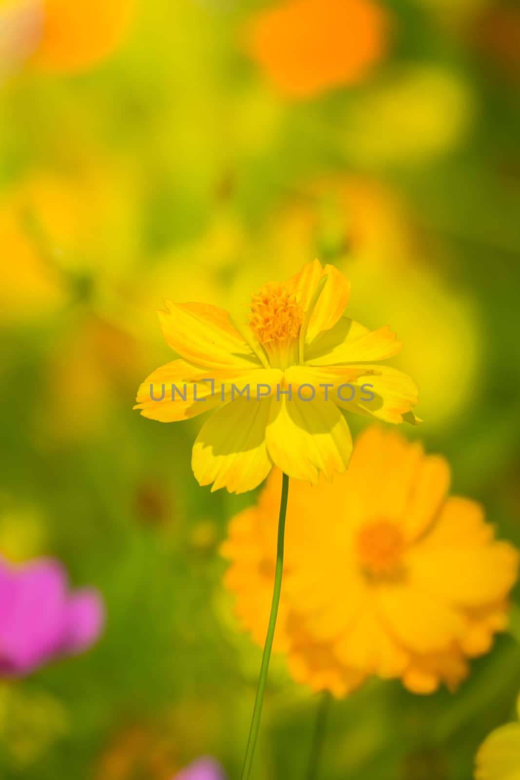 The background image of the colorful flowers, background nature