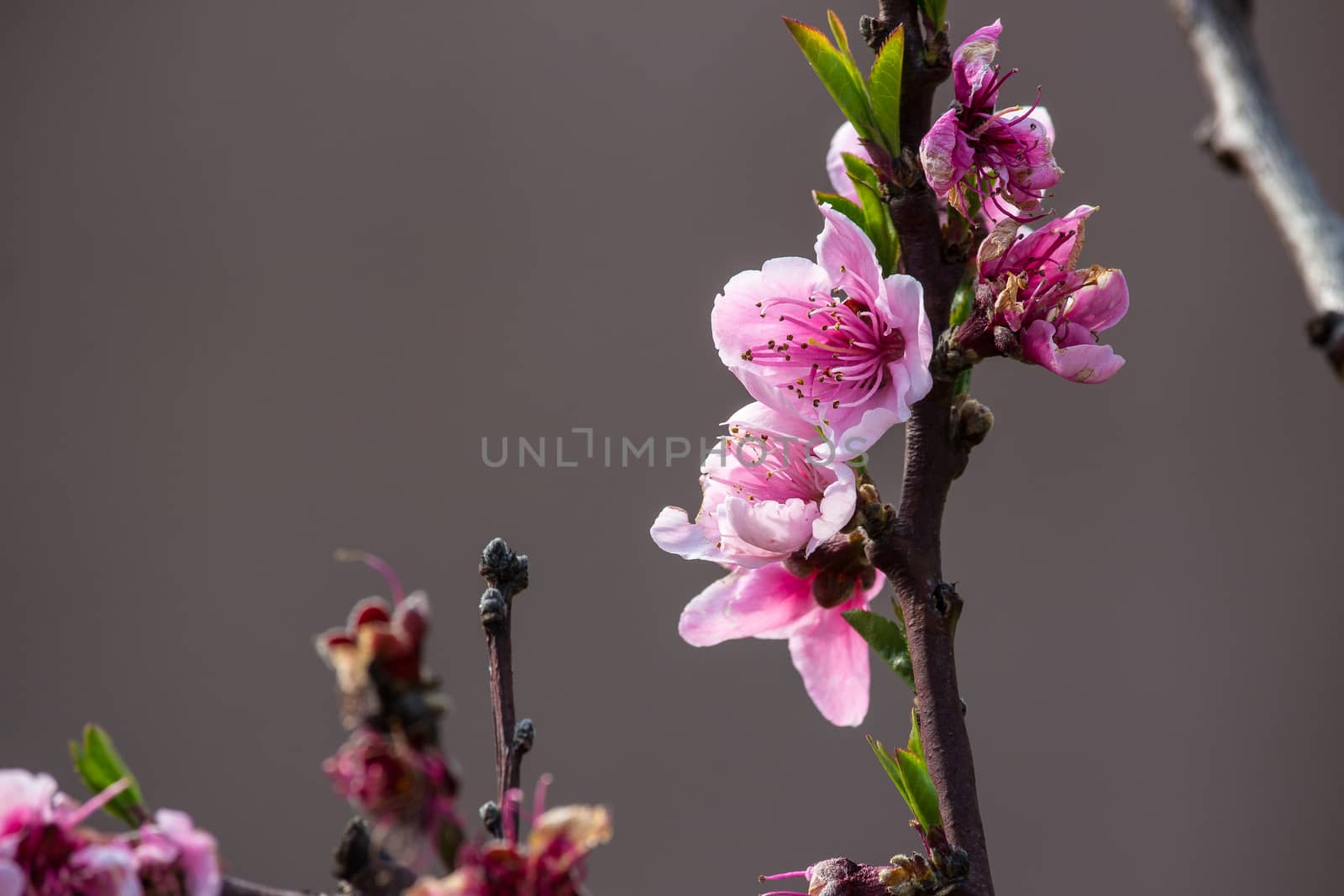 Detail of peach blossom in spring time.