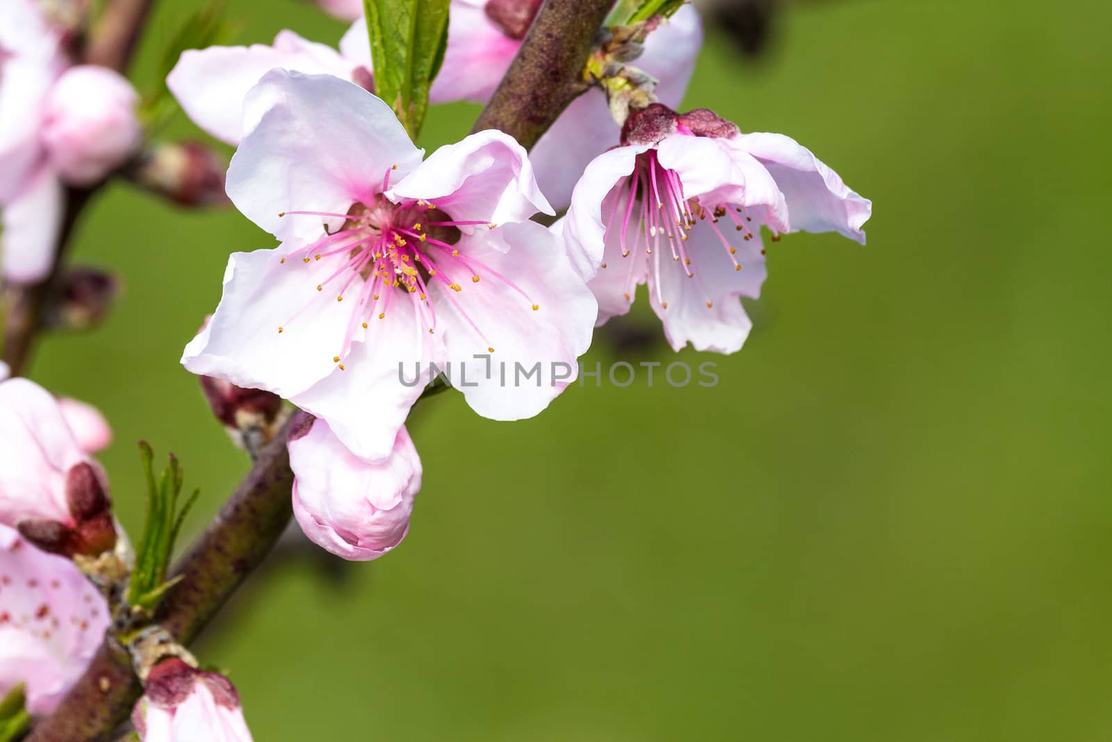 Peach blossom by alanstix64
